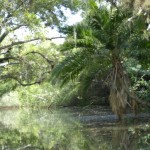Estero River (62)