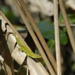 anole-green