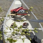 Canoe on the Estero River
