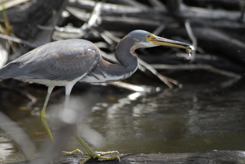Tri-coloured Heron, Tomoka R.