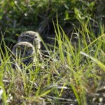 Burrowing Owl (51)
